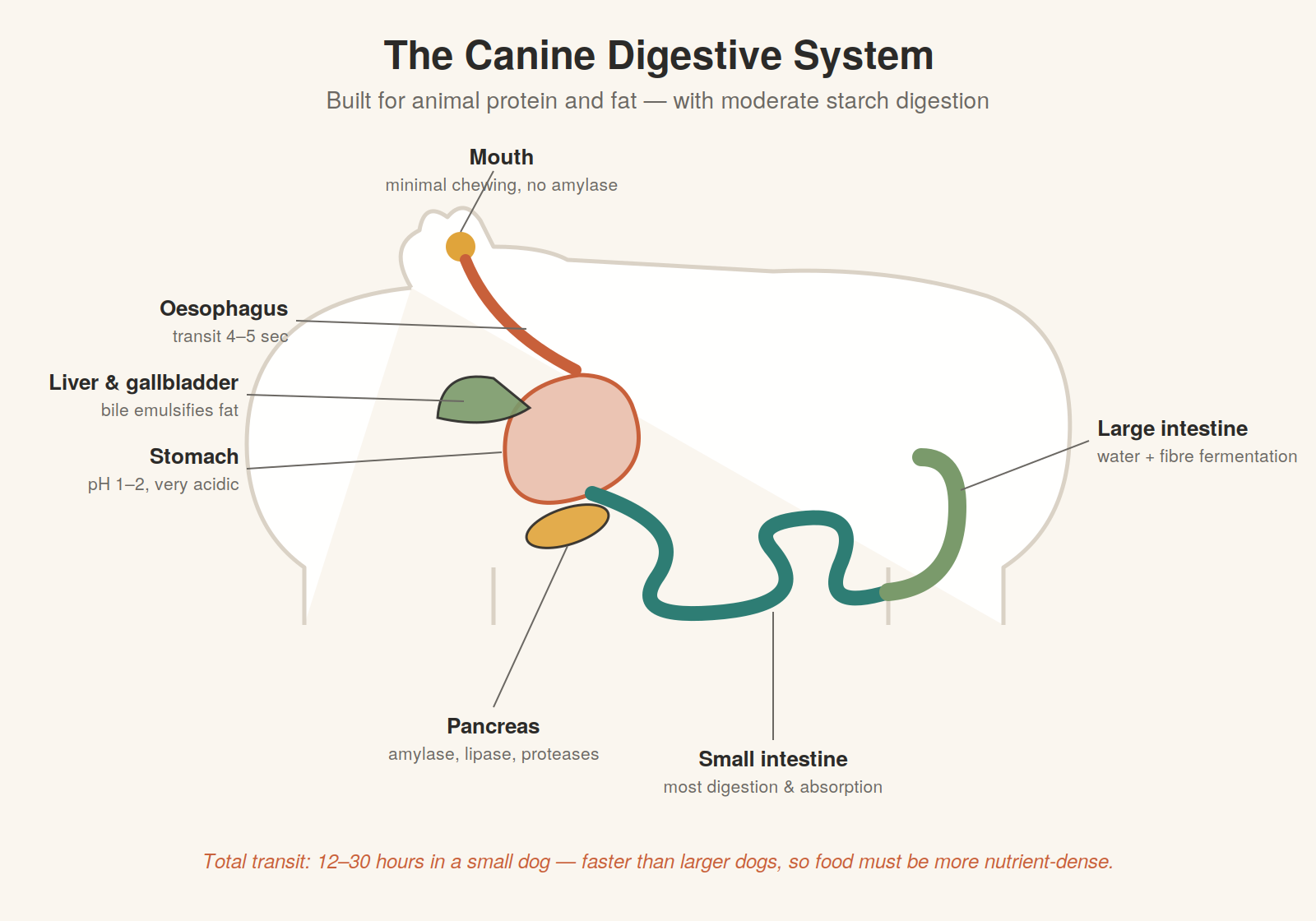 LESSON 1.2 — Canine Digestive Physiology
