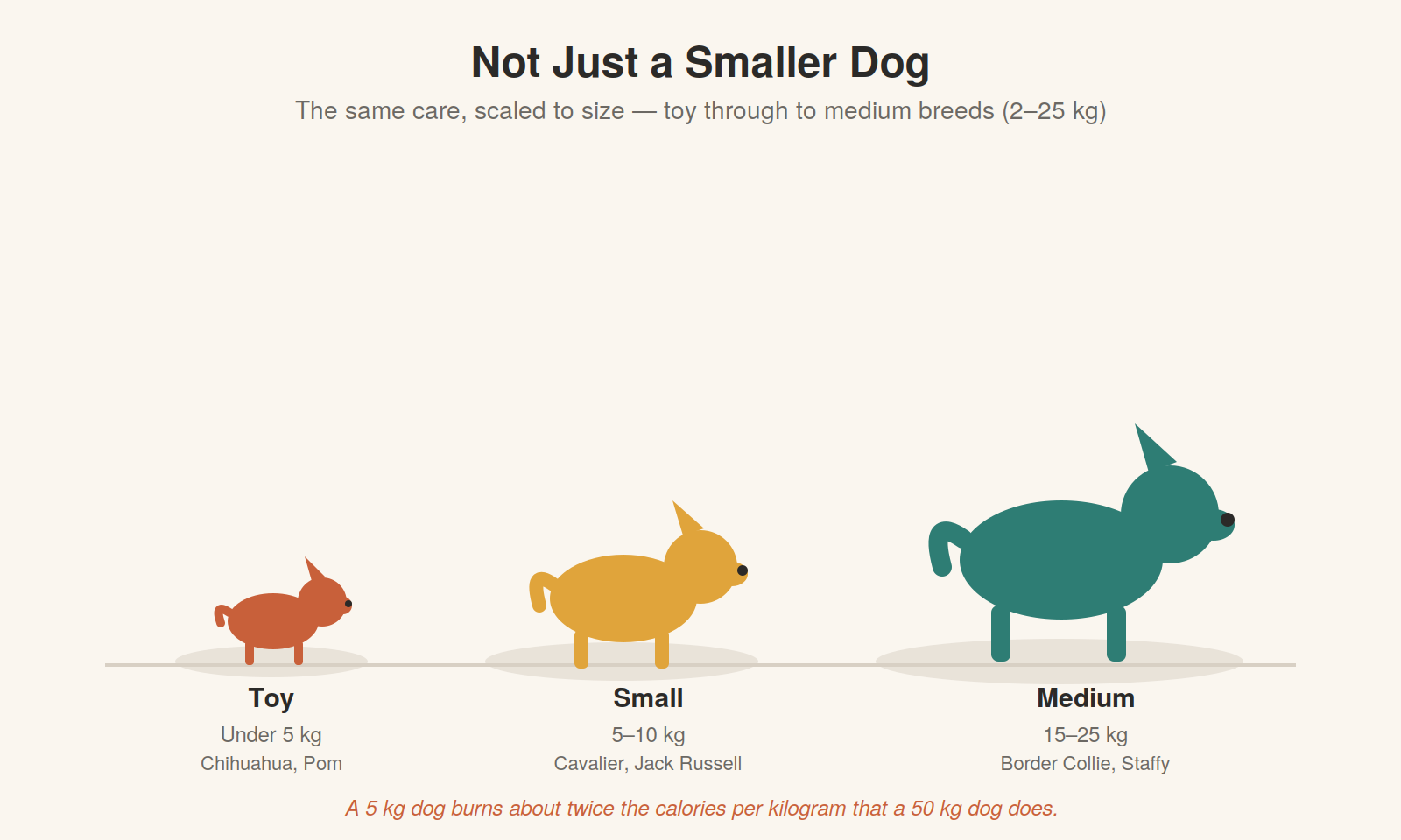 Lesson 1.1: Why Small and Mid-Sized Dogs Are Different